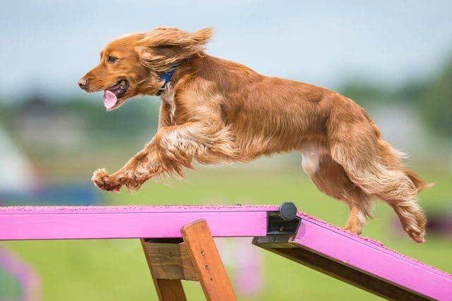 Agility-kurs - Spesialkurs hundetrening