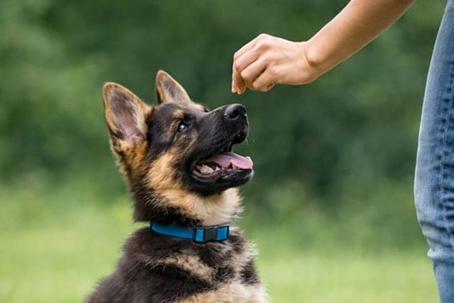 Valpekurs - Grunnleggende hundetrening