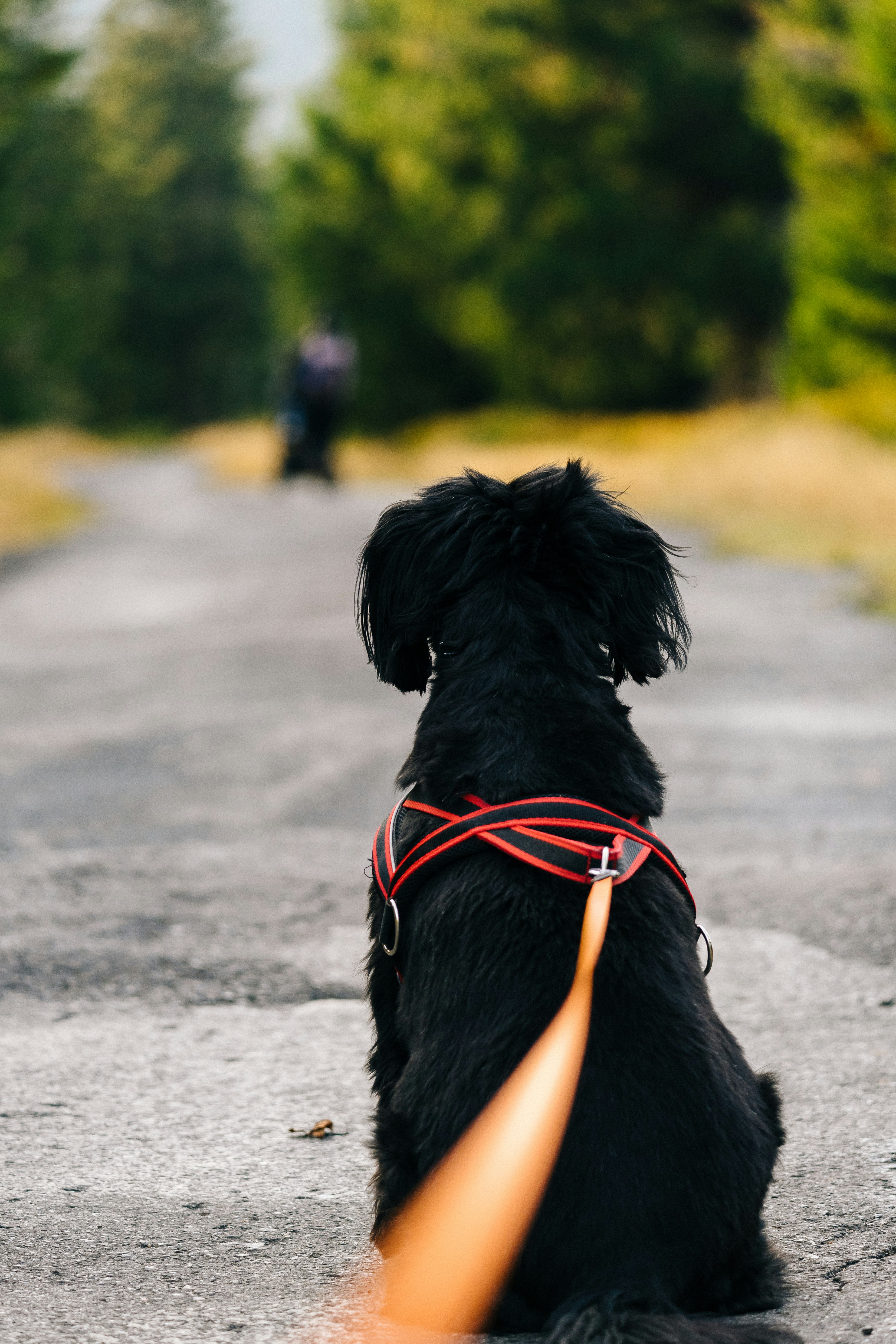 Hund med halsbånd og kobbel på sti