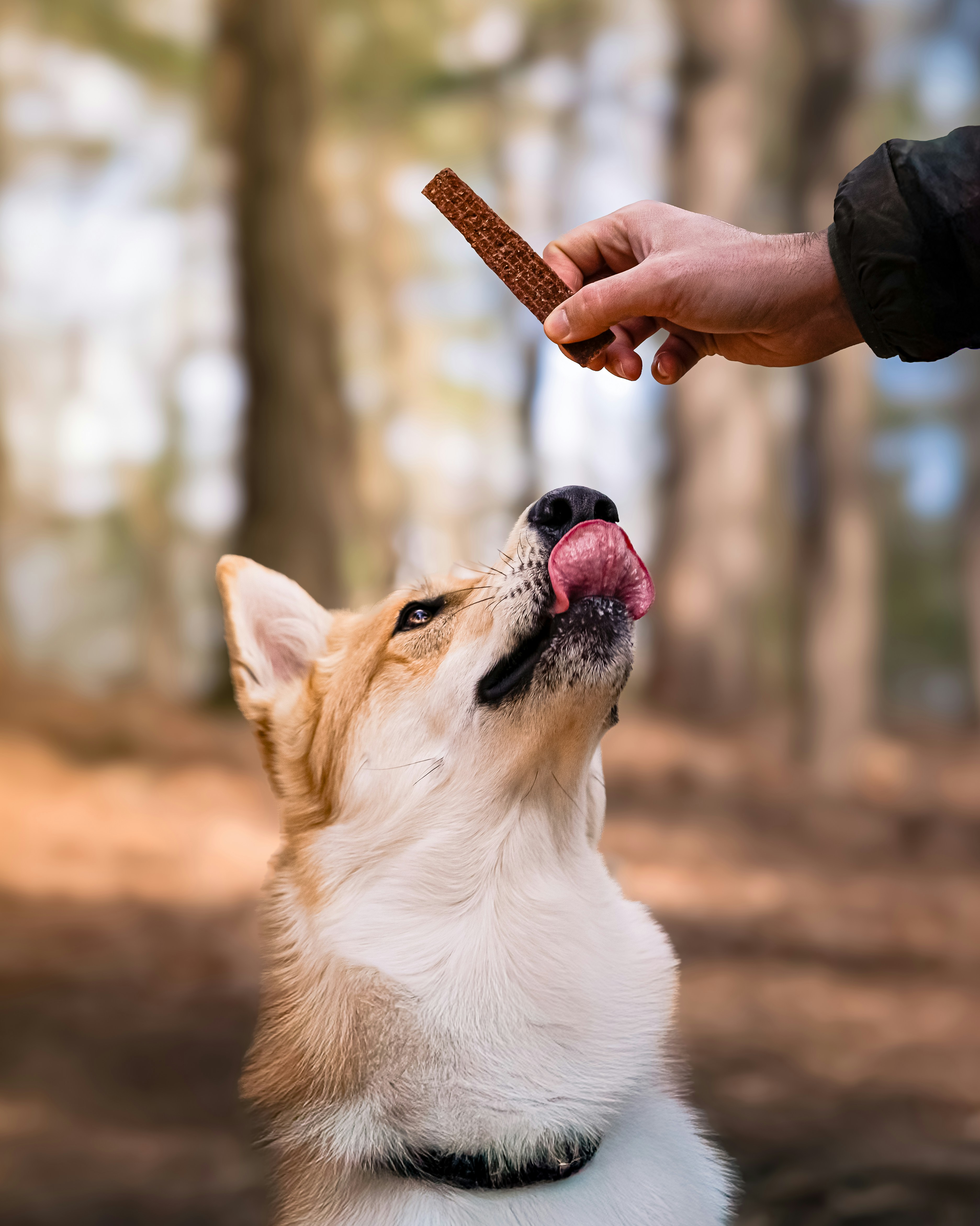 Hund får godbit som belønning